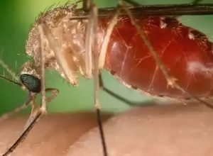 antes-restrita-a-amazonia,-febre-oropouche-se-espalha-pelo-pais