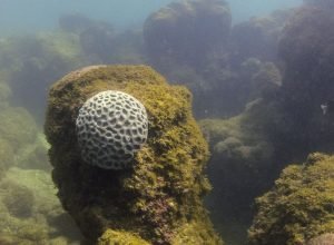 mpf-pede-criacao-de-plano-de-trafego-maritimo-em-maragogi-(al)