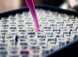 lula-sanciona-lei-que-proibe-uso-de-animais-em-testes-de-cosmeticos