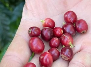 china-aprova-que-183-novas-empresas-brasileiras-exportem-cafe-ao-pais