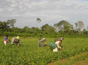 plano-safra:-bndes-atinge-r$-10-bilhoes-de-recursos-aprovados