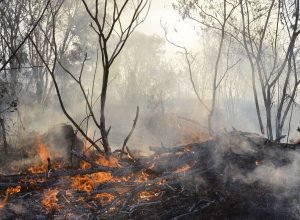 julho-de-2025-tem-40%-menos-queimadas-que-mesmo-mes-de-2024