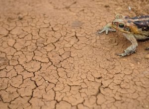 doze-cidades-em-estado-de-emergencia-por-excesso-ou-falta-de-chuva
