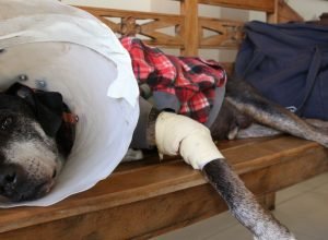 camara-aprova-projeto-que-tipifica-exercicio-ilegal-da-veterinaria