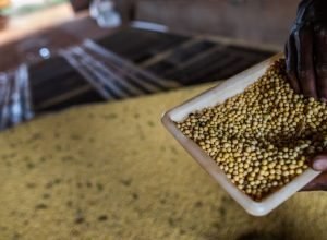 sorriso,-no-mt,-tem-maior-pib-agricola-do-pais;-veja-o-ranking