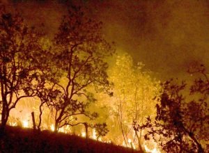 brasil-quer-neutralizar-emissao-de-gases-de-efeito-estufa-ate-2050