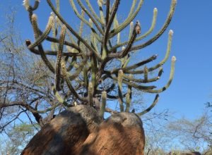 desafios-da-transicao-ecologica-sao-debatidos-em-fortaleza-ate-sexta