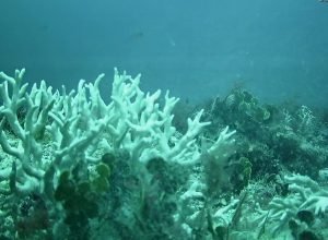 recifes-de-coral-do-brasil-estao-ameacados-por-mudancas-climaticas