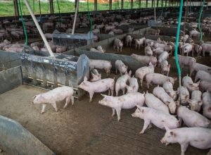 producao-de-carne-suina-e-de-frango-tera-volume-recorde-em-2026