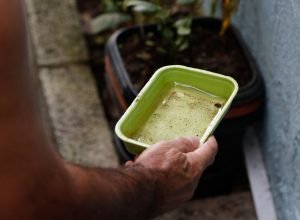 chikungunya-traz-preocupacoes-apos-uma-decada-de-presenca-no-brasil