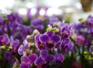 primavera-comeca-hoje-(22),-com-a-chegada-de-frente-fria