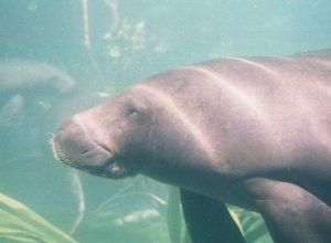 peixe-boi-e-reconhecido-como-patrimonio-cultural-natural-do-para