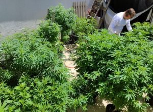 agu-pede-mais-tempo-para-regular-uso-da-cannabis-medicinal