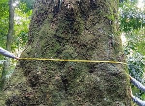 biologos-da-fiocruz-identificam-jequitiba-rosa-de-500-anos