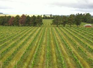 cmn-restringe-linha-especial-de-r$-12-bilhoes-a-produtores-do-rs