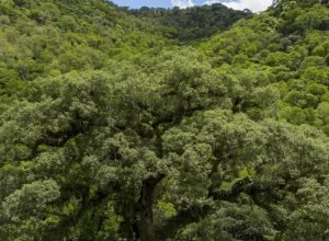 decreto-facilita-investimentos-na-recuperacao-de-florestas-publicas