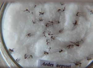 pesquisa-do-butantan-padroniza-nomenclatura-de-virus-da-dengue