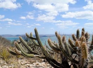 ceara-tem-3.226-hectares-de-caatinga-ocupados-por-usinas-solares ceara-tem-3.226-hectares-de-caatinga-ocupados-por-usinas-solares