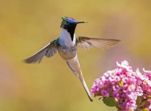 embrapa-estuda-revegetar-areas-degradadas-pela-mineracao-em-mg