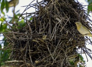 doze-estados-brasileiros-participam-de-mutirao-do-codigo-florestal