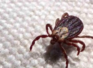 febre-maculosa-causa-mais-duas-mortes-no-interior-de-sao-paulo