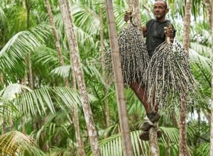 livro-sobre-plantas-frutiferas-da-amazonia-sera-relancado-na-ufra
