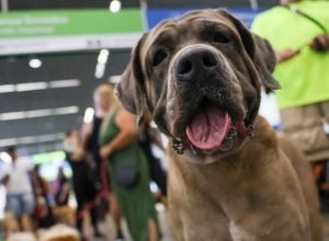 stf-suspende-lei-sobre-transporte-aereo-de-animais-de-apoio-emocional