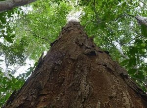 nova-resolucao-aprimora-usos-do-pau-brasil,-arvore-simbolo-do-pais