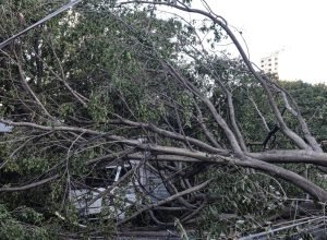 defesa-civil-de-sp-recebe-514-chamados-por-quedas-de-arvores