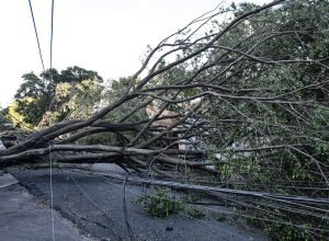 queda-de-arvore-provoca-morte-em-guarulhos,-diz-defesa-civil