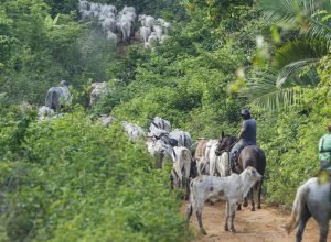 operacao-em-terra-indigena-no-para-resulta-em-mais-um-assassinato
