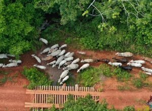 funai-solicita-apoio-da-pf-para-investigar-emboscada-no-para