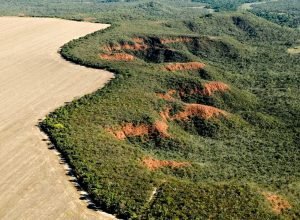 universidades-se-unem-para-promover-medidas-de-preservacao-do-cerrado