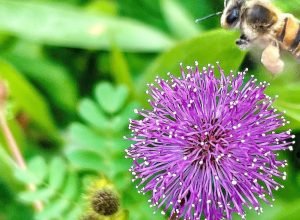 viva-maria-destaca-direito-das-abelhas-e-alerta-ambiental