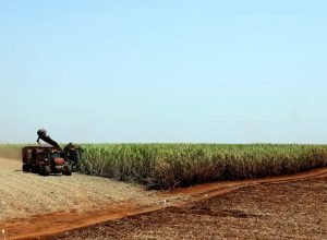 ibge-preve-safra-recorde-de-346-milhoes-de-toneladas-em-2025