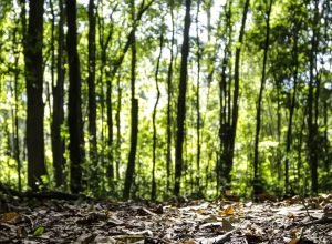 comeca-o-periodo-de-defeso-florestal-no-amazonas