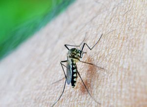 estado-de-sao-paulo-confirma-primeira-morte-por-dengue-em-2026