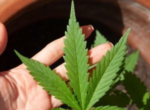 anvisa-discute-nesta-quarta-regras-para-a-producao-de-cannabis-no-pais