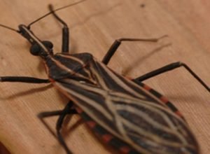 ananindeua,-no-para,-tem-surto-de-casos-da-doenca-de-chagas