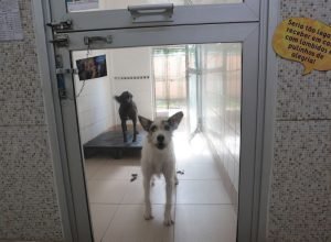 justica-condena-lojista-a-5-anos-de-reclusao-por-maus-tratos-a-caes