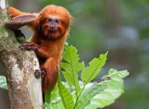tv-brasil-apresenta-maratona-de-serie-sobre-animais-em-extincao