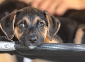 convivio-com-animais-e-acoes educativas ensinam-a-combater-violencia