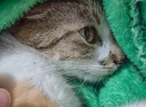 mulher-e-presa-apos-arremessar-gata-do-12o-andar-de-predio-em-curitiba