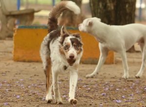 exposicao-a-multidoes-no-carnaval-traz-riscos-a-saude-dos-animais