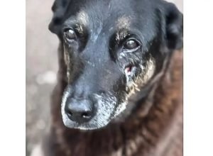 soldado-da-pm-depoe-por-ter-matado-cachorro-comunitario-em-sao-paulo