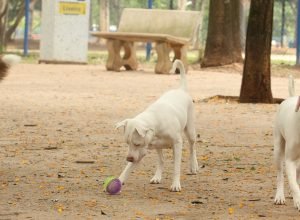 estatuto-dos-caes-e-gatos-pode-ampliar-pena-para-quem-maltrata-animais