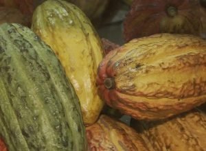 governo-suspende-importacao-de-cacau-da-costa-do-marfim