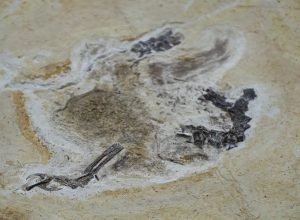 fosseis-retirados-da-bacia-do-araripe-voltam-ao-brasil-30-anos-depois