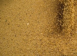 agro-cresce-11,7%,-impulsiona-pib-e-ganha-participacao-na-economia