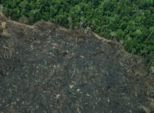 operacao-aplica-r$-28-milhoes-em-multas-ambientais-no-amazonas